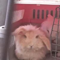 یک خرگوش ماده ۶ ماه نژاد لوپ جای دستشویی شو بلده