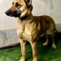 سگ مالنیوز ماده|سگ|ابریشم, |دیوار