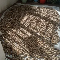 گردو