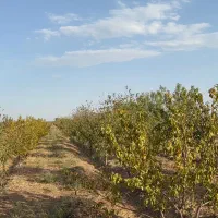 باغچه های ۵۰۰متری