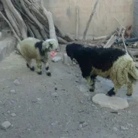 بره قیمت توافقی