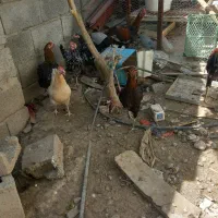 مرغ محلی اصل کرک هم میشوند