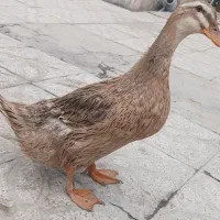 اردک تخم گذار