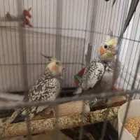 جوجه عروس یکماه ونیمه گل باقالی دانه ای 600