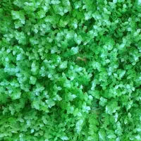 چمن گل مصنوعی نو نو ۷۰ متر درجه یک خرید قبل