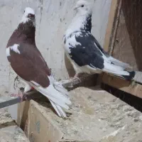 کفتر مایه بعدظهری یجایی|پرنده|قرچک, شهرک گلها|دیوار