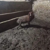 بره