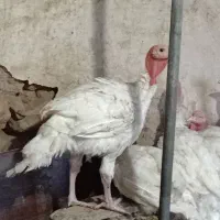 بوقلمون سالم با قیمت منصفانه