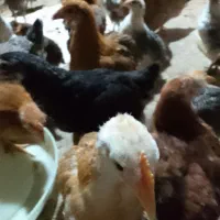 جوجه محلی از ۲۵۰ تا ۳۰۰