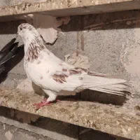 عطیقه ه|حیوانات|ارومیه, |دیوار