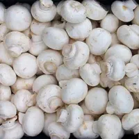 قارچ درجه یک فقط عمده