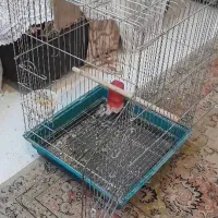 عروس هلندی جفت|پرنده|هشتگرد, مدرس|دیوار