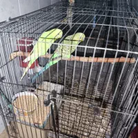 مرغ عشق سرو حال