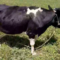 گاو گوساله