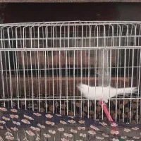 قناری نر ماده