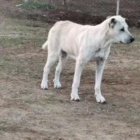 واگذاری ماده سرابی