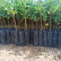 فروش نهال پسته|خدمات باغبانی و درختکاری|قم, هنرستان|دیوار