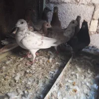 کبوتر پلاکی با کاشونی