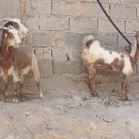دوعدد کره پاکستانی گوش بلند دو رگه