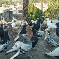 بهبهانی و شهری نرو ماده|پرنده|شیراز, بازار|دیوار