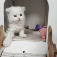 گربه اسکاتیش قیمت مناسب