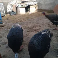 دوعدد بوقلمون نر بالغ 7ماهه برنز سینه پهن