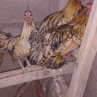 خروس مینیاتوری فروشی|پرنده|بردسکن, |دیوار