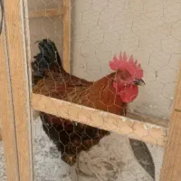 خروس محلی درشت ۶ ماهه