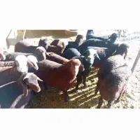 شیشک ومیش بره دار افشار بره پای پروار|حیوانات مزرعه|جوادآباد, |دیوار