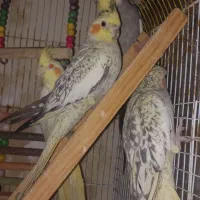 فروش فوری عروس هلندی وطوطی برزیلی کوتله