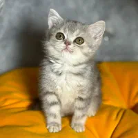 بریتیش بلو گلد