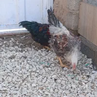 خروس جوان|حیوانات مزرعه|تکاب, |دیوار