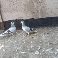 کبوتر|پرنده|قزوین, |دیوار