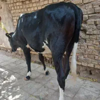 گوساله ماده جرسی