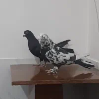 کفتر