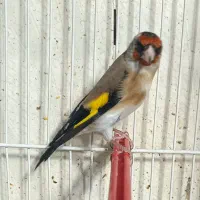 سهره سر سیاه و کرمونی|پرنده|شیراز, گل سرخ|دیوار