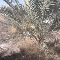 برش و هرس درخت و پیوند درخت کنار و پیوند مرکبات