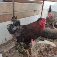فروش خروس دورگ سرحال و جوان