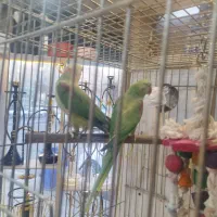 شاطوطی جفت مولد