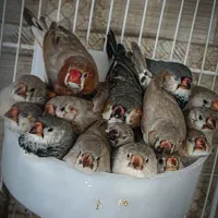 فروش فنچ کینک جوانه (خرید، فروش و معاوضه