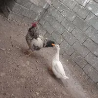 حیوانات