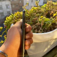 ایفون ۷|موبایل|تهران, شهرک رضویه|دیوار