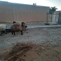 شک خشک درجه یک