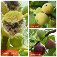تولید انواع ارقام نهال انجیر