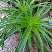 گل و گیاه زیبا|گل و گیاه طبیعی|بندر ترکمن, |دیوار