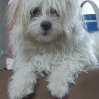 سگ شیتزو گم شده