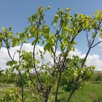 فروش نهال گردو