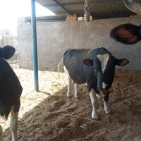 فروش کود گاو وگوسفند|حیوانات مزرعه|اردکان, |دیوار