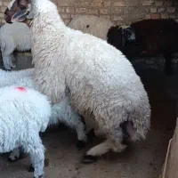 قوچ گوسفند فحل عراقی مال جنی  گوساله بزحیوانات|حیوانات مزرعه|اهواز, منازل کارون|دیوار