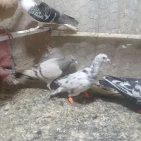 کبوتر ماده کاغذی